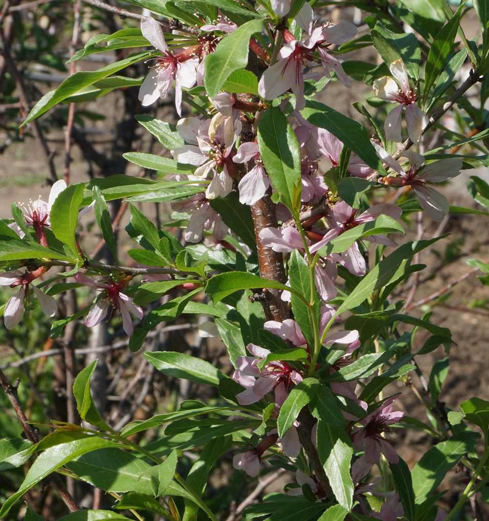 Image of Amygdalus nana specimen.