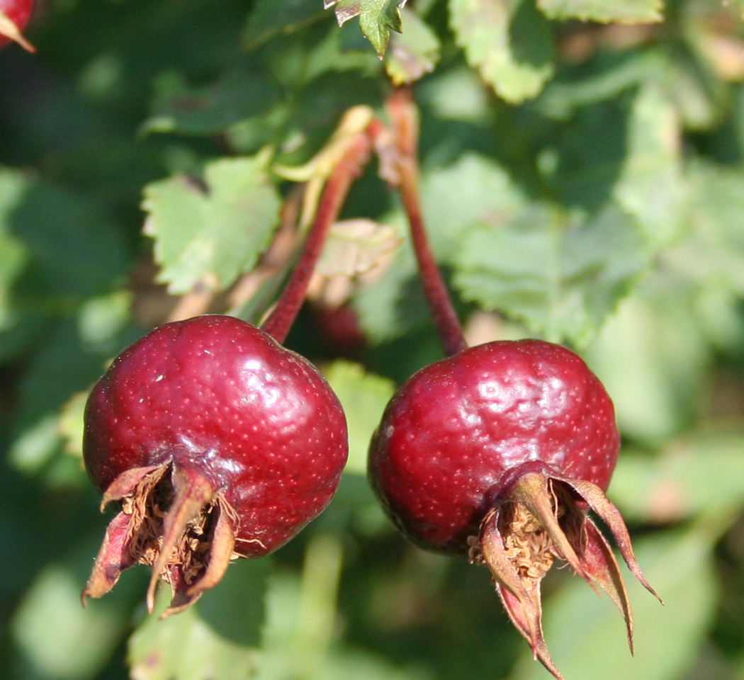 Image of Rosa spinosissima specimen.