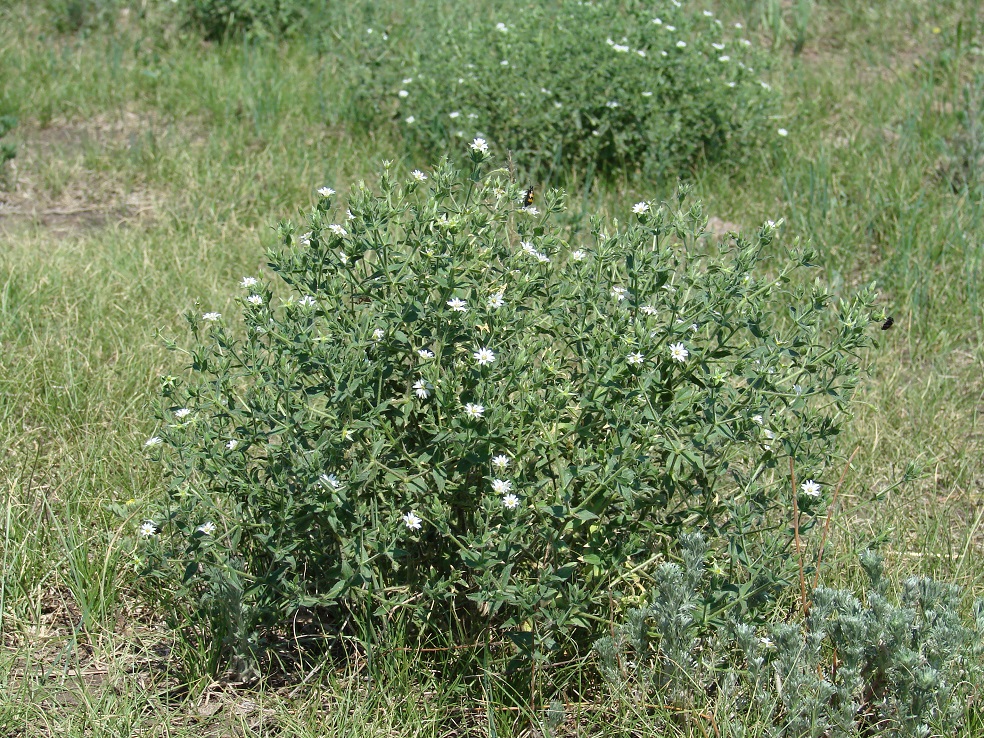 Image of Stellaria dichotoma specimen.