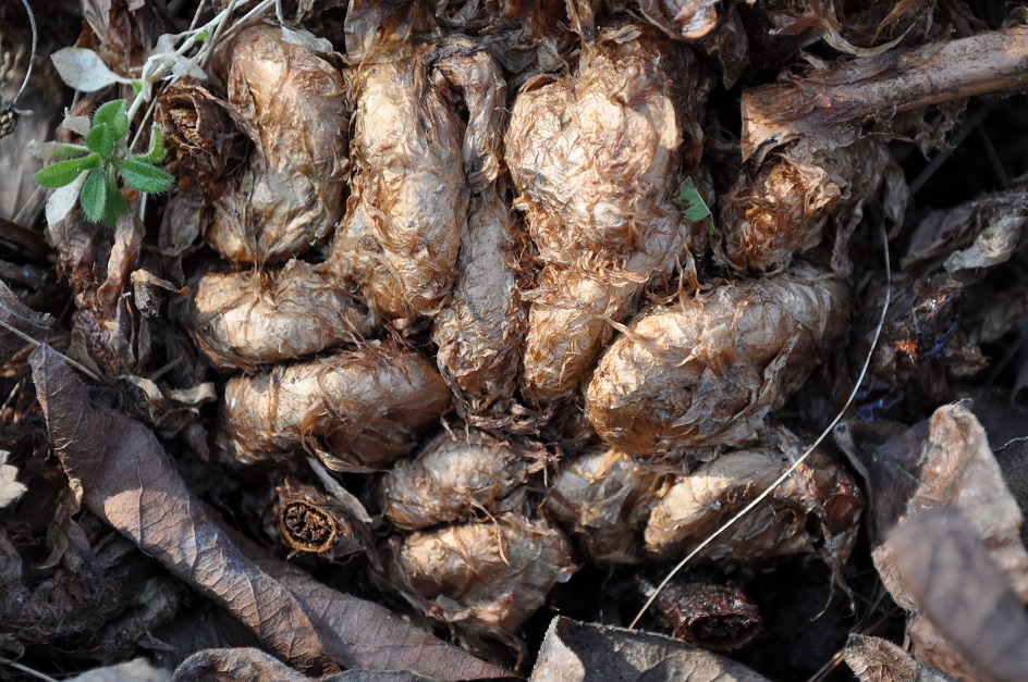 Image of Dryopteris filix-mas specimen.