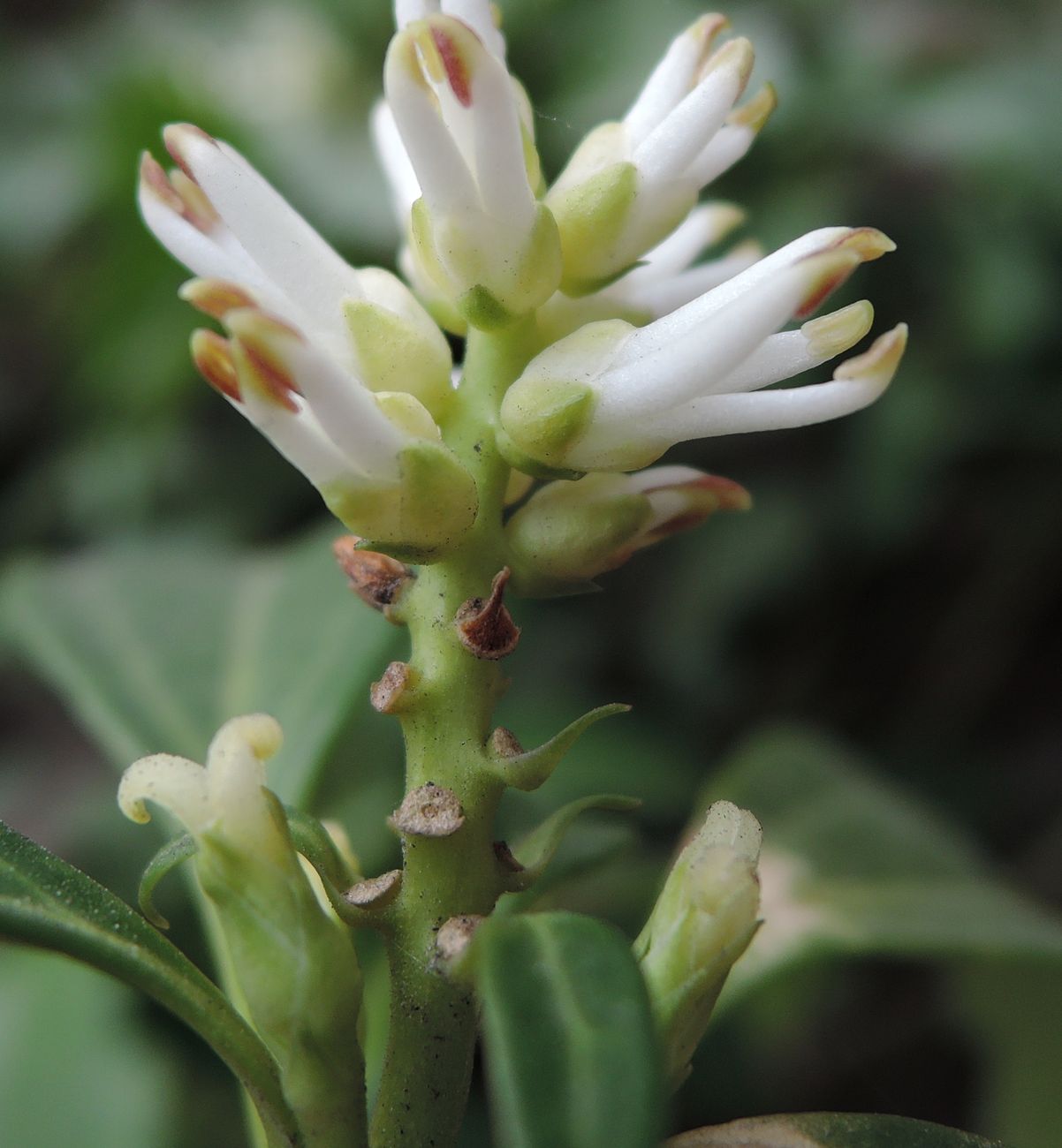 Изображение особи Pachysandra terminalis.