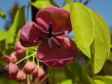 Смотреть изображение Akebia quinata