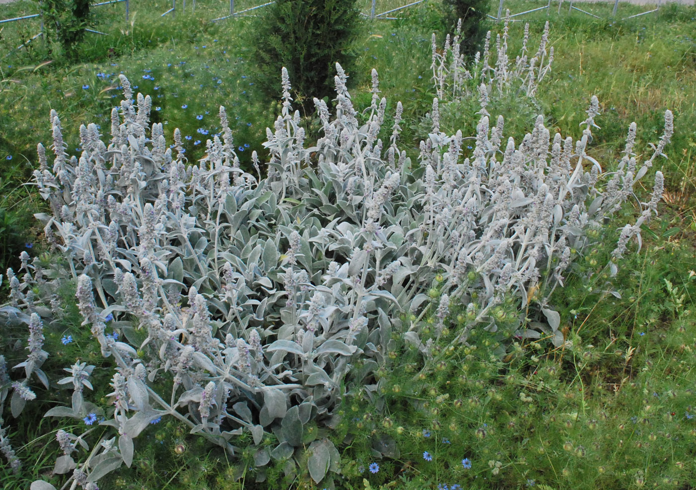 Изображение особи Stachys byzantina.