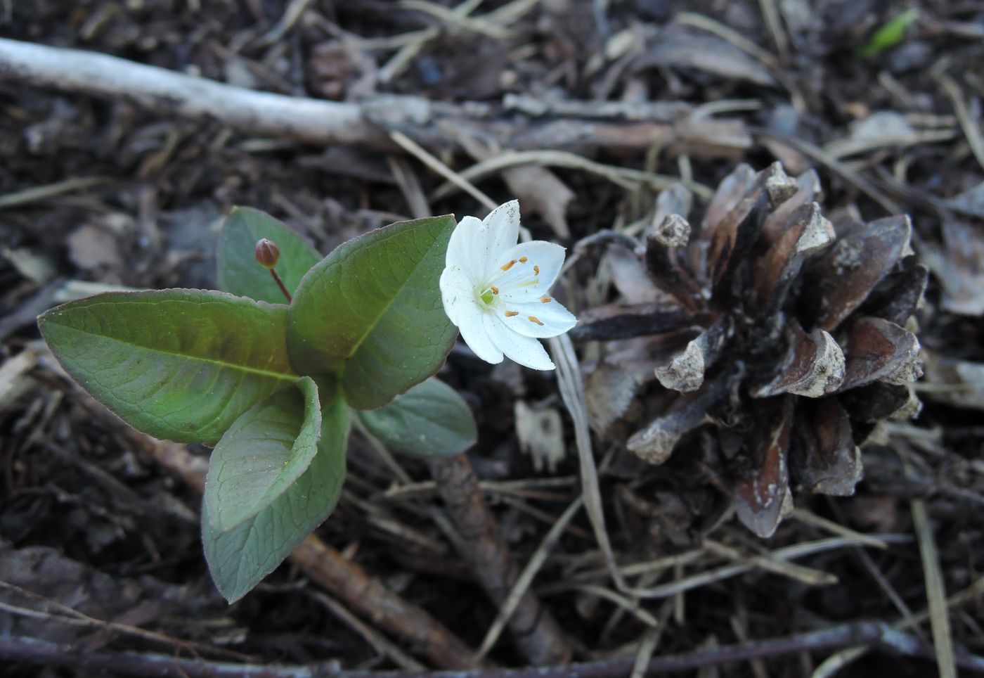 Изображение особи Trientalis europaea.