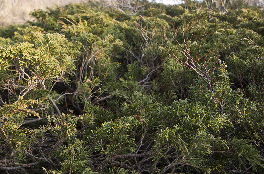 Изображение особи Juniperus sabina.