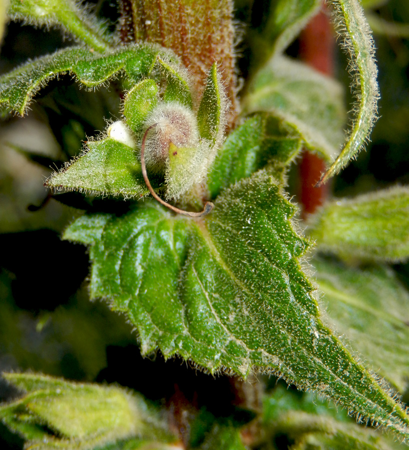 Image of Verbascum spectabile specimen.