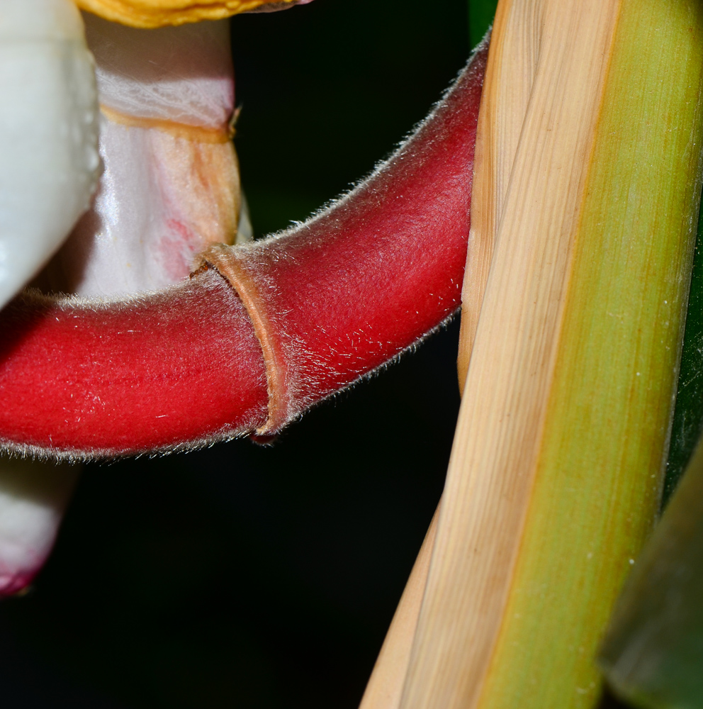 Image of Alpinia zerumbet specimen.