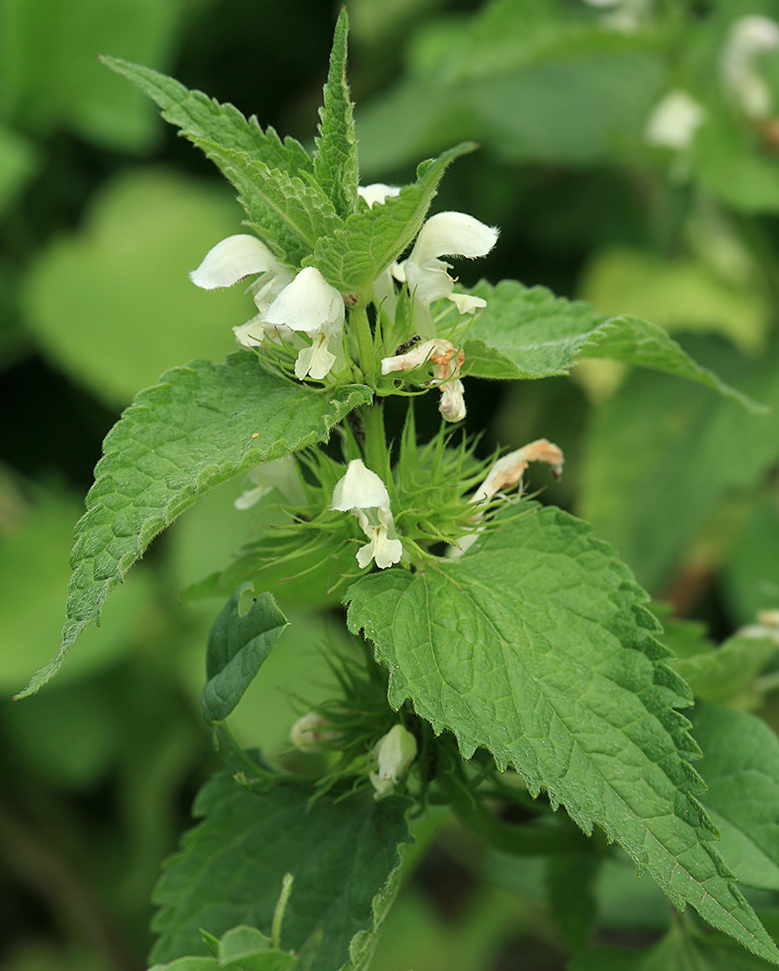 Image of Lamium album specimen.