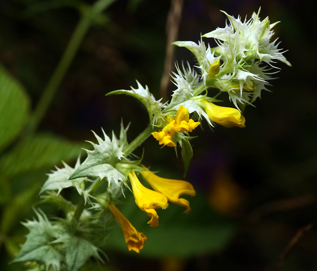 Image of Melampyrum nemorosum specimen.