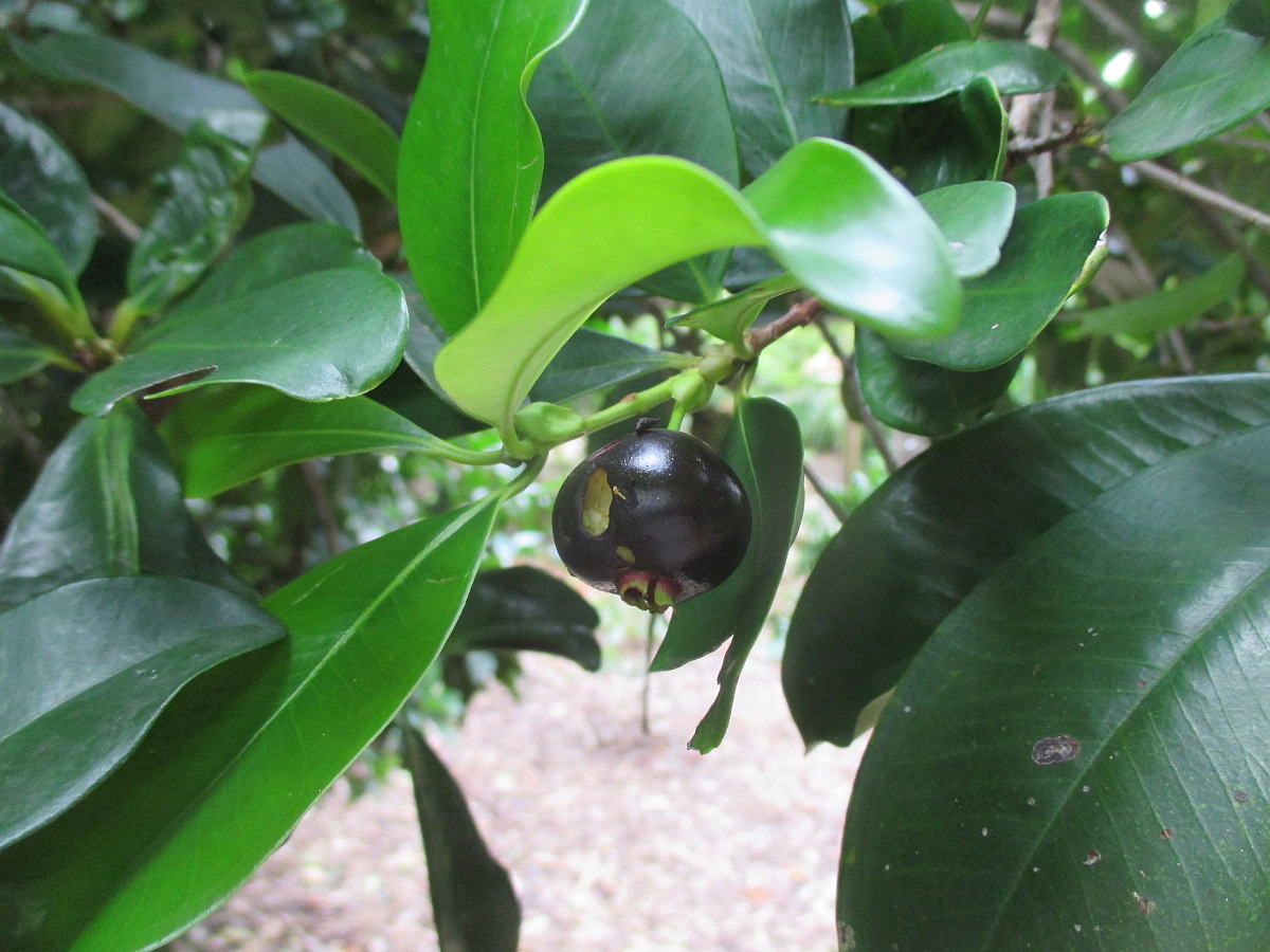 Image of Eugenia brasiliensis specimen.