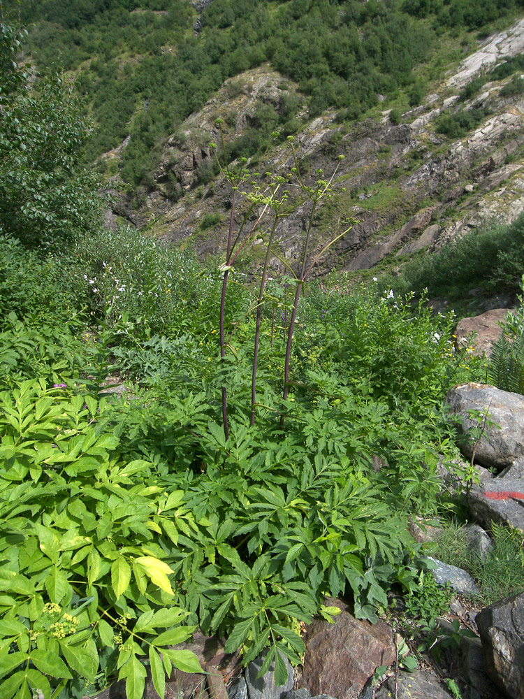 Image of Angelica purpurascens specimen.