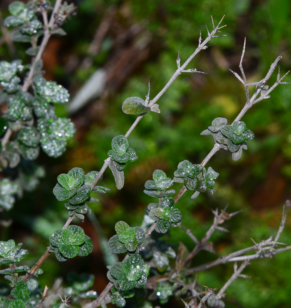 Image of Majorana syriaca specimen.