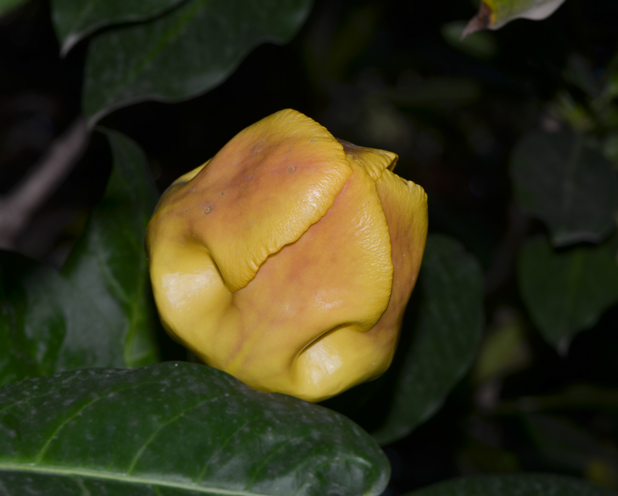 Image of Solandra maxima specimen.