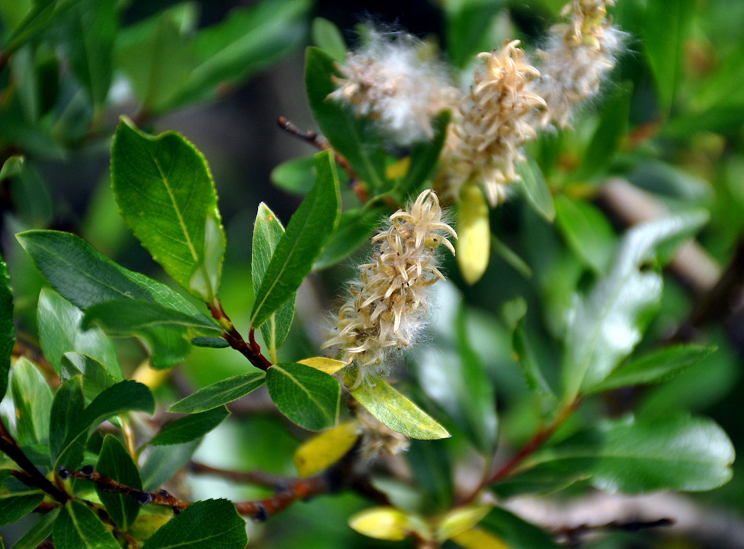 Изображение особи Salix phylicifolia.