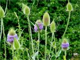 Dipsacus fullonum