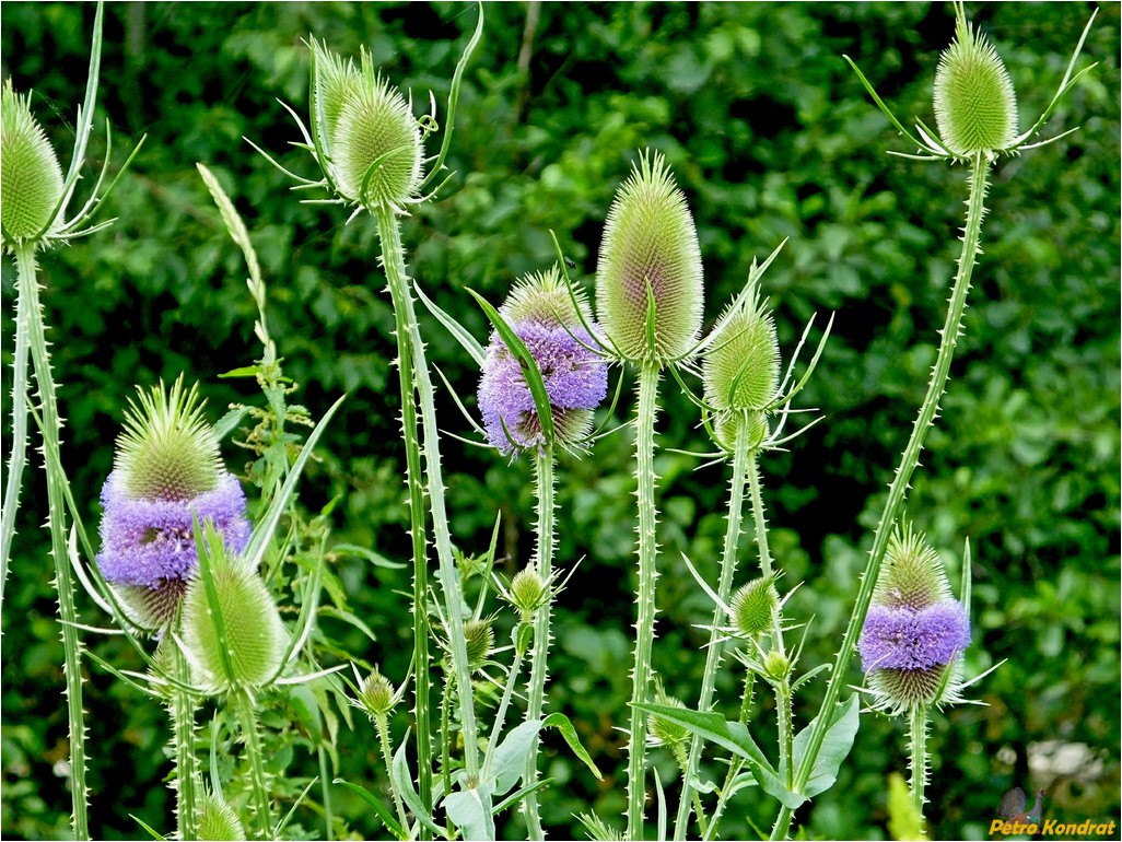 Image of Dipsacus fullonum specimen.