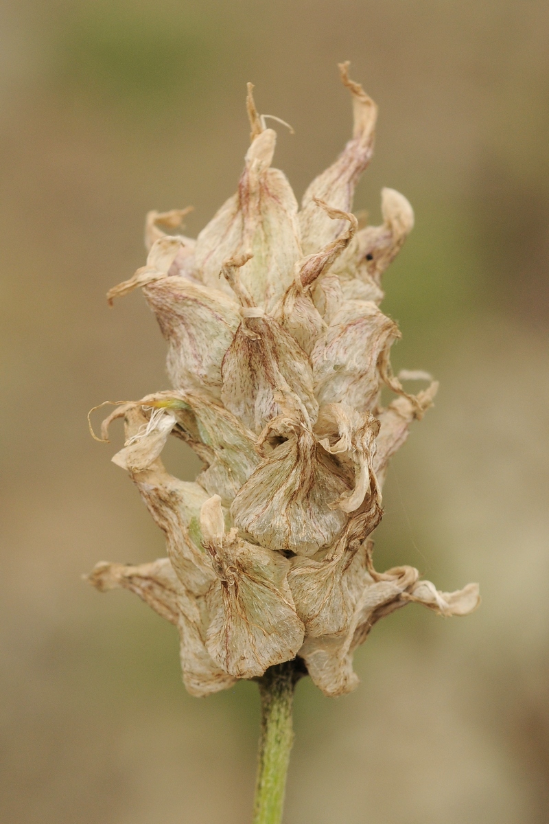 Image of Astragalus schrenkianus specimen.