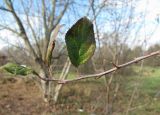 Malus orientalis