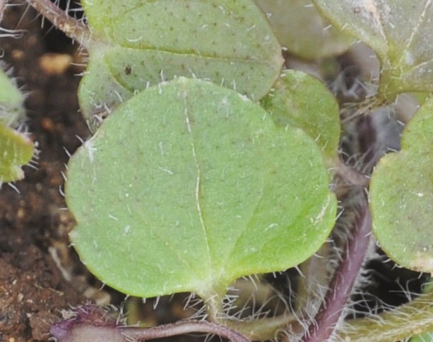 Image of Veronica triloba specimen.