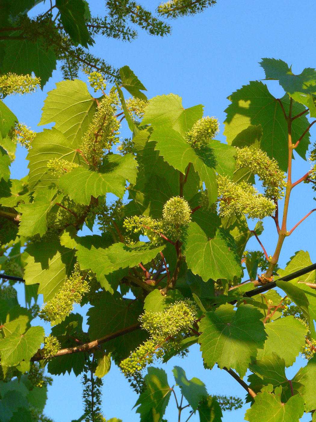 Image of Vitis &times; bacoi specimen.