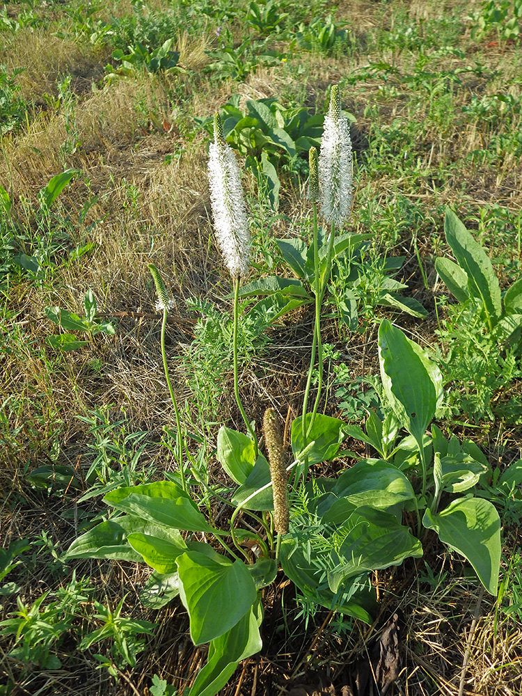 Image of Plantago maxima specimen.