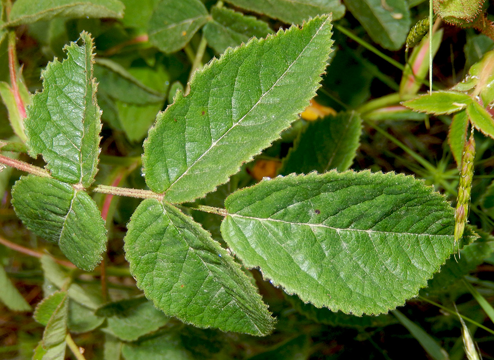 Image of Rosa gallica specimen.