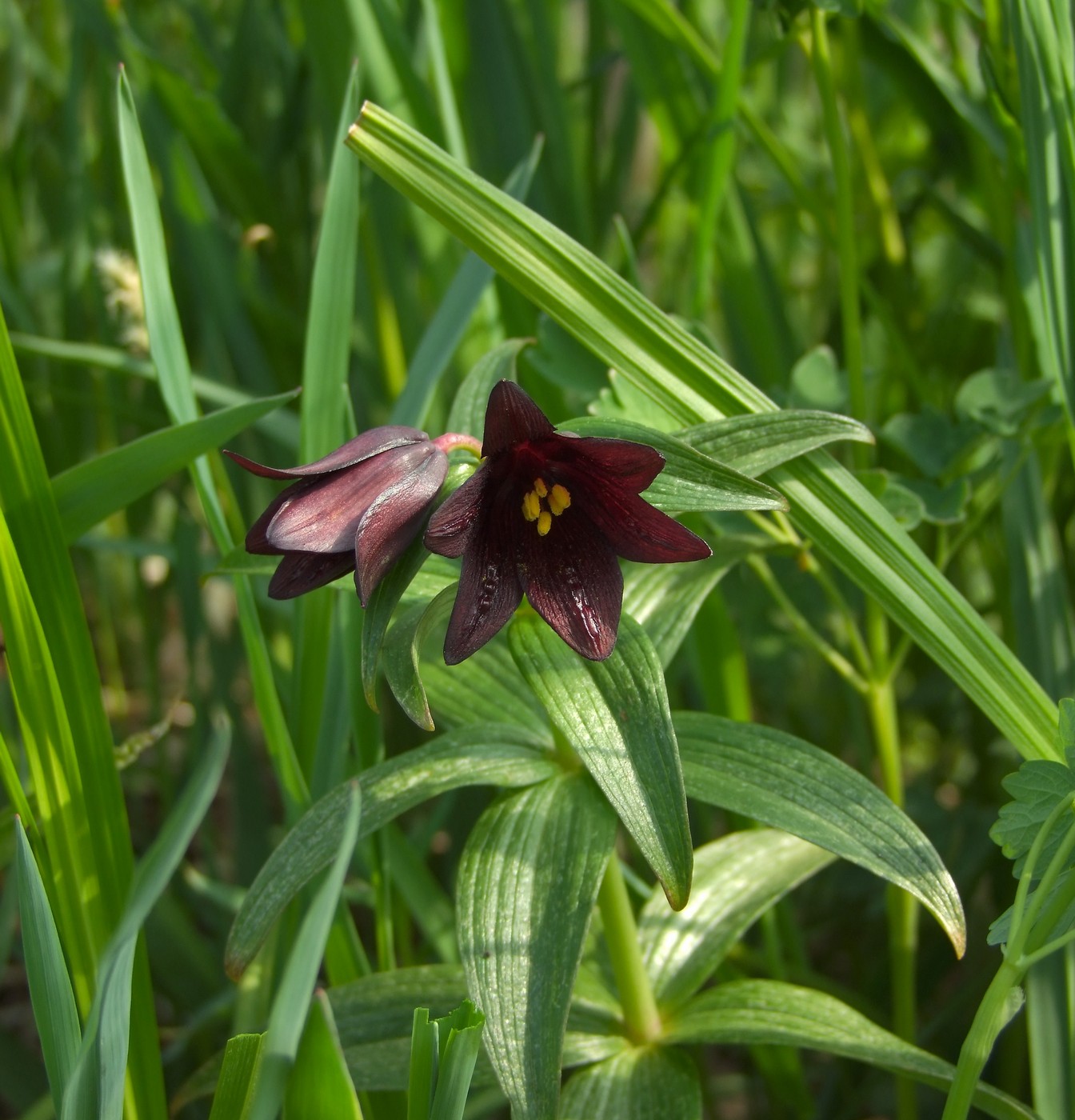 Изображение особи Fritillaria camschatcensis.