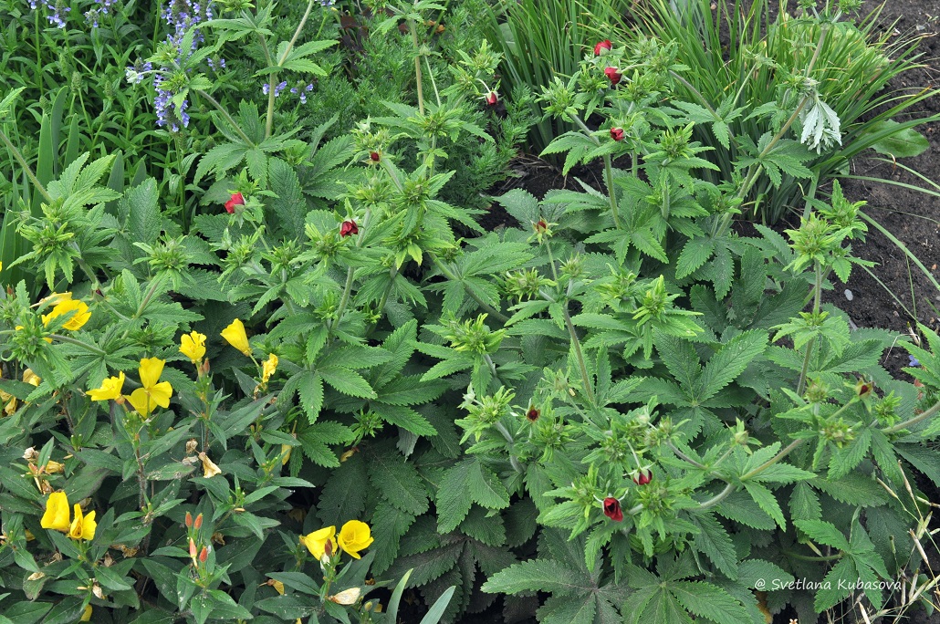 Изображение особи Potentilla thurberi.