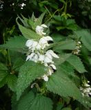 Lamium album