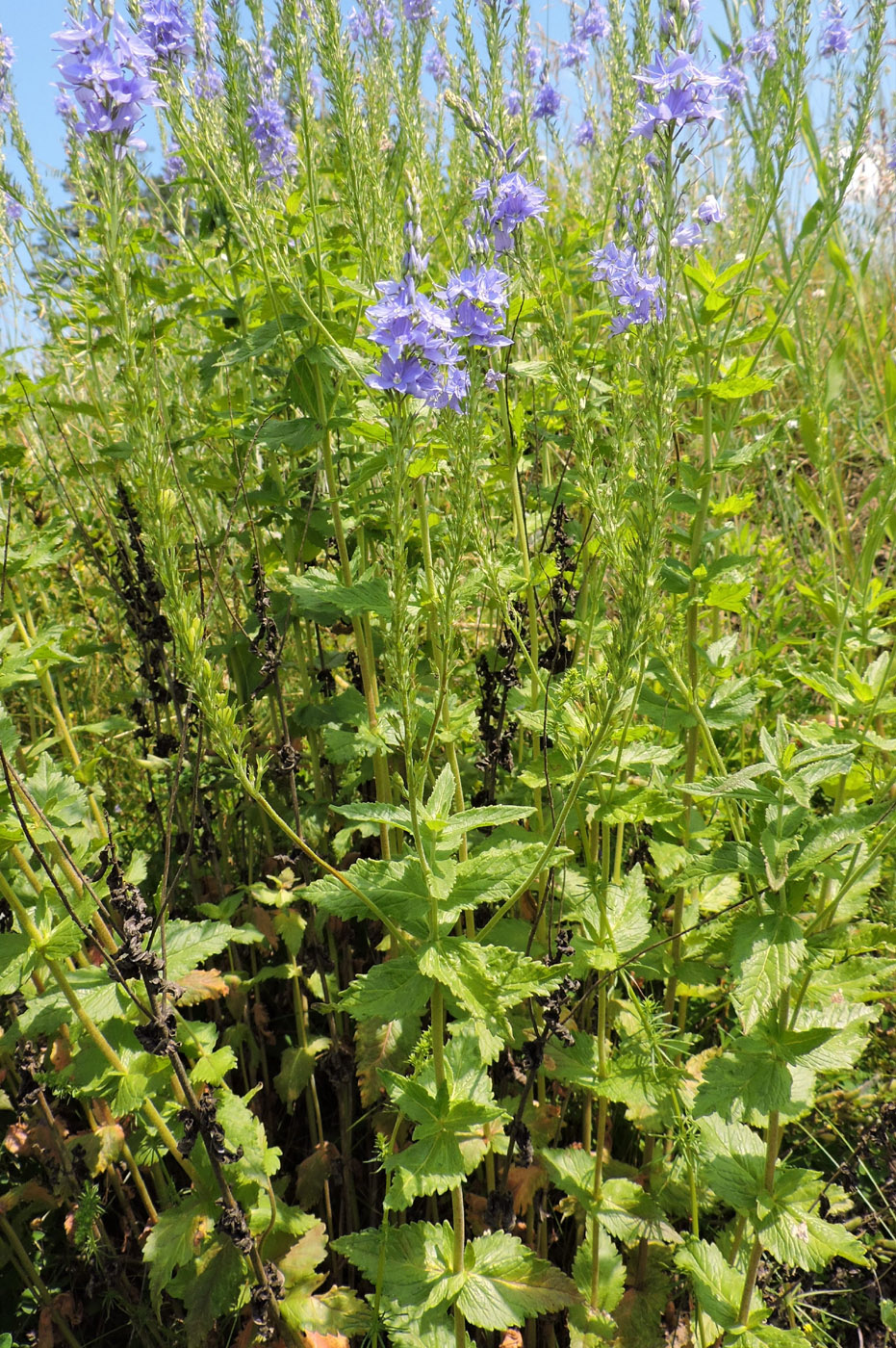 Изображение особи Veronica teucrium.