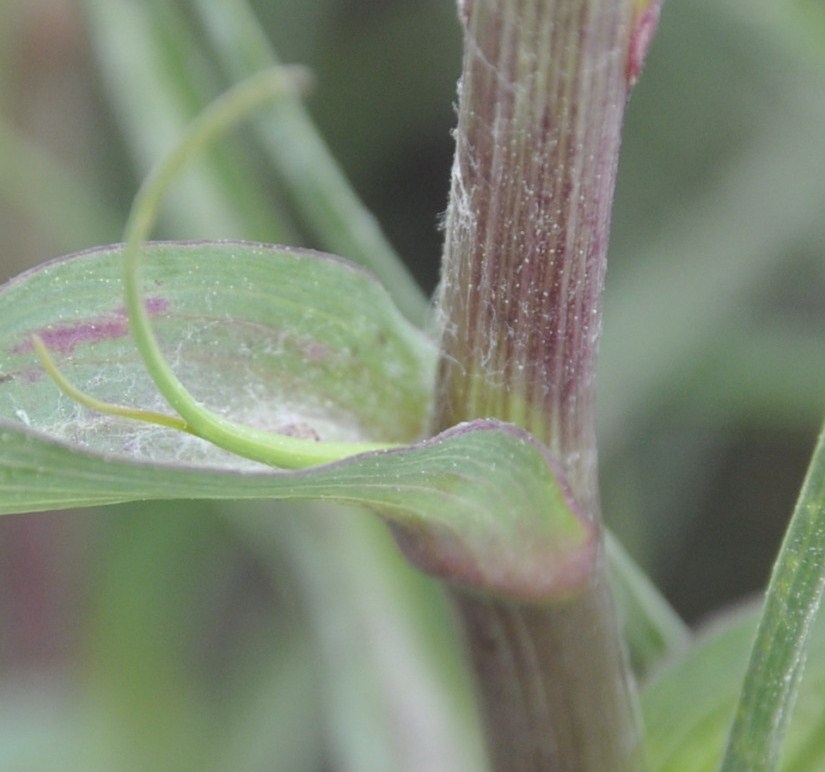 Image of Tragopogon tommasinii specimen.