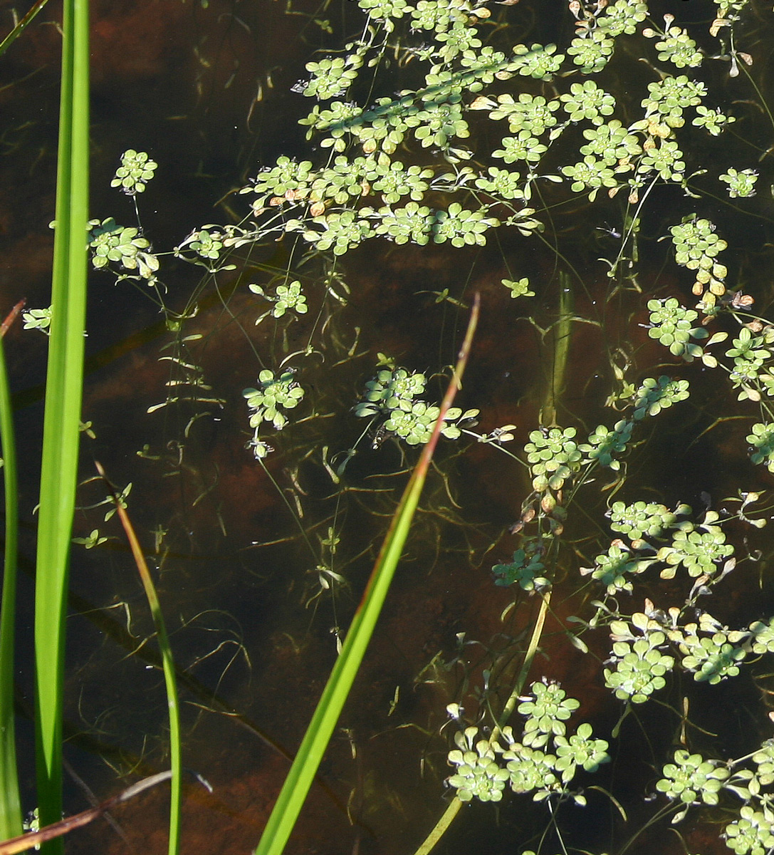 Image of Callitriche palustris specimen.