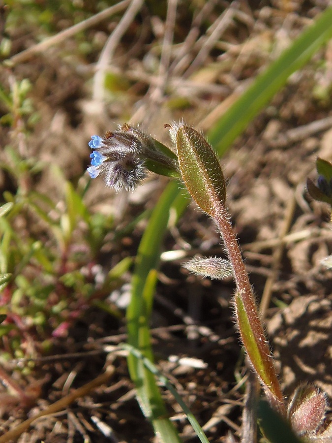 Изображение особи Myosotis micrantha.