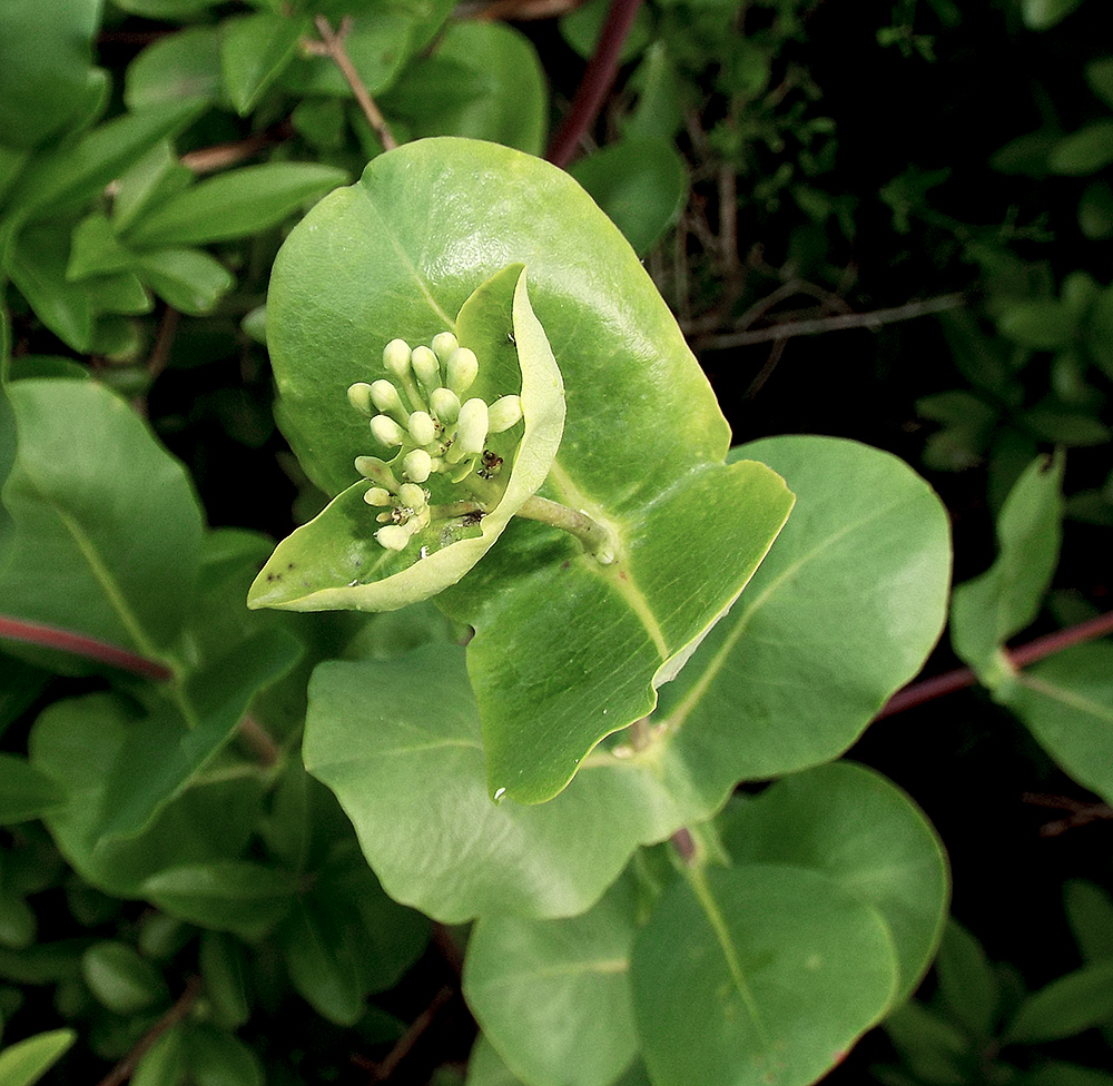 Image of Lonicera etrusca specimen.