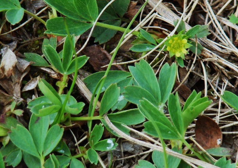 Изображение особи Sibbaldia procumbens.