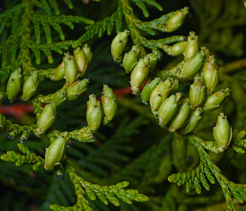 Image of Thuja occidentalis specimen.