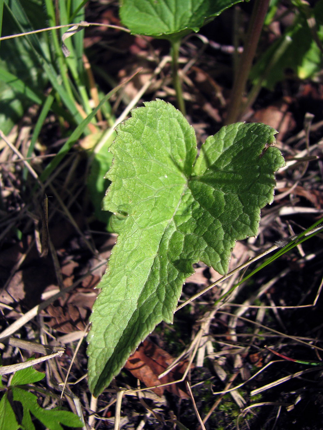 Image of Phyteuma spicatum specimen.