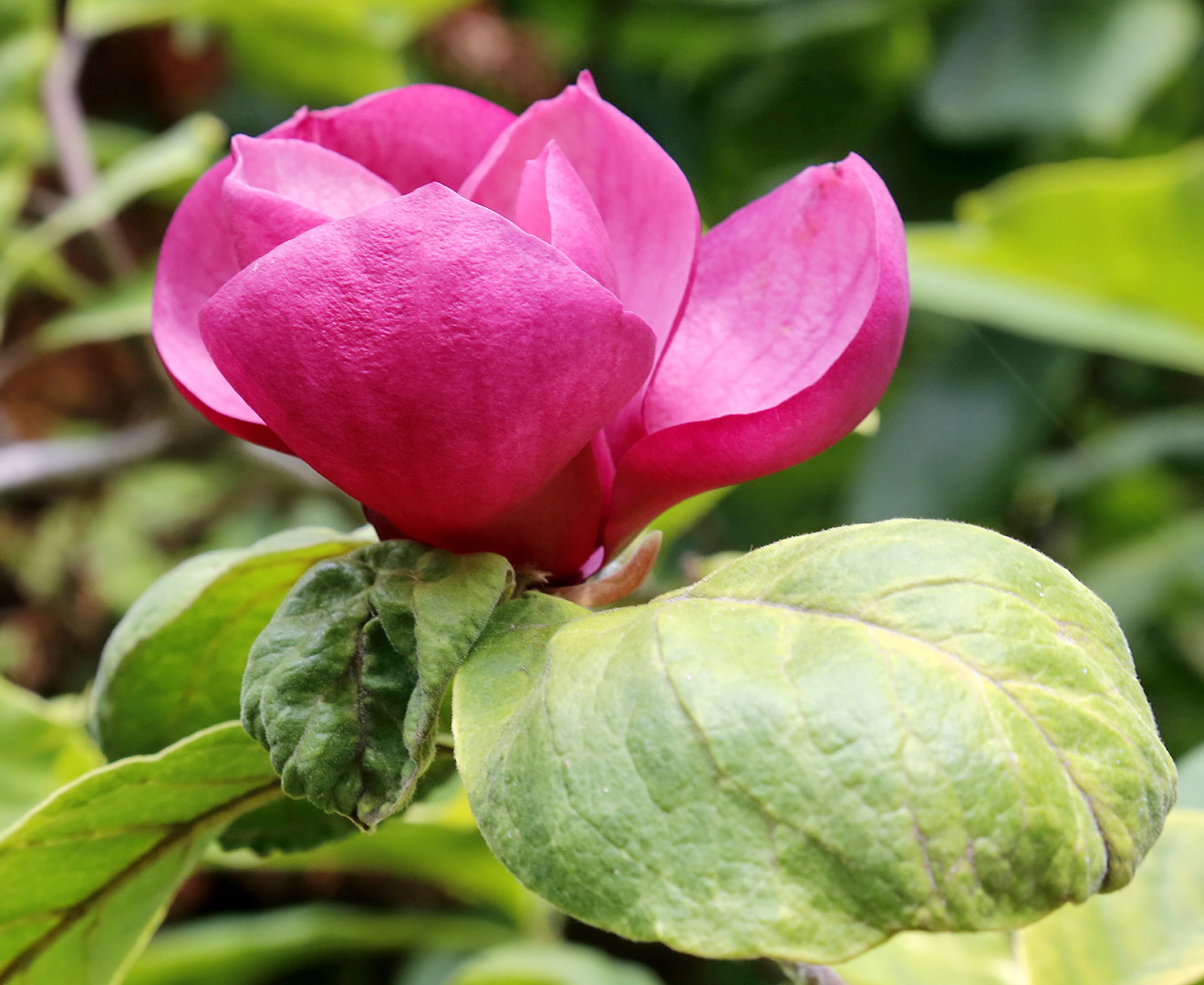 Image of Magnolia &times; soulangeana specimen.