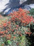 Pyracantha coccinea