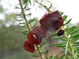 Acacia conferta