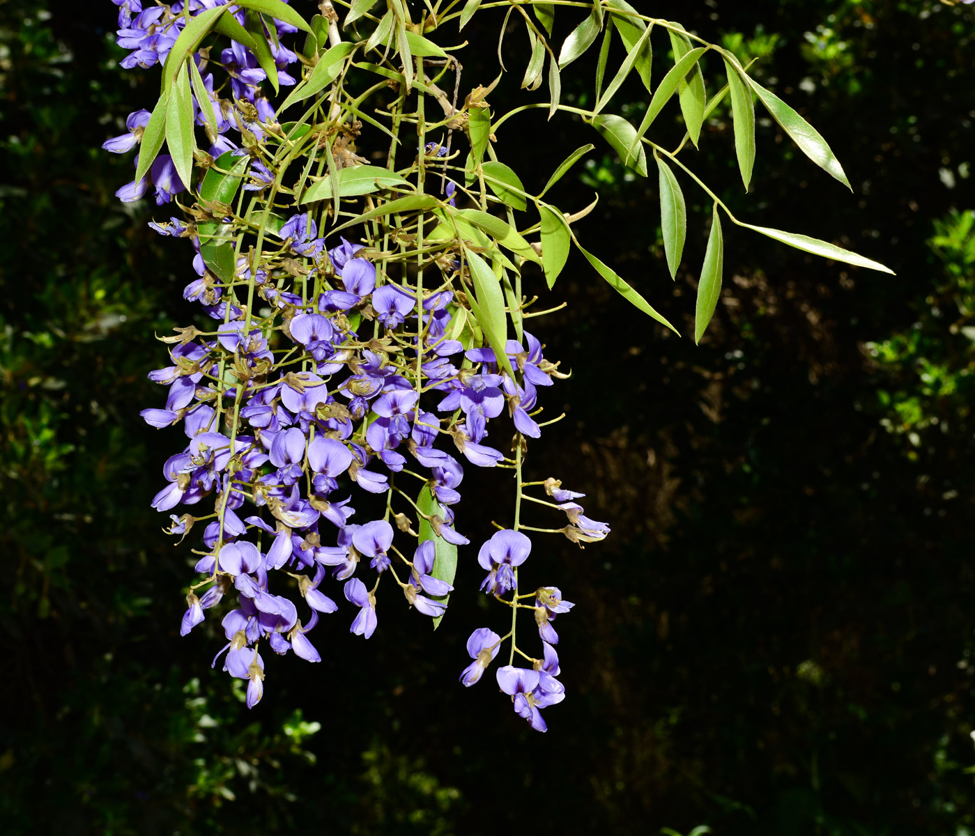 Image of Bolusanthus speciosus specimen.