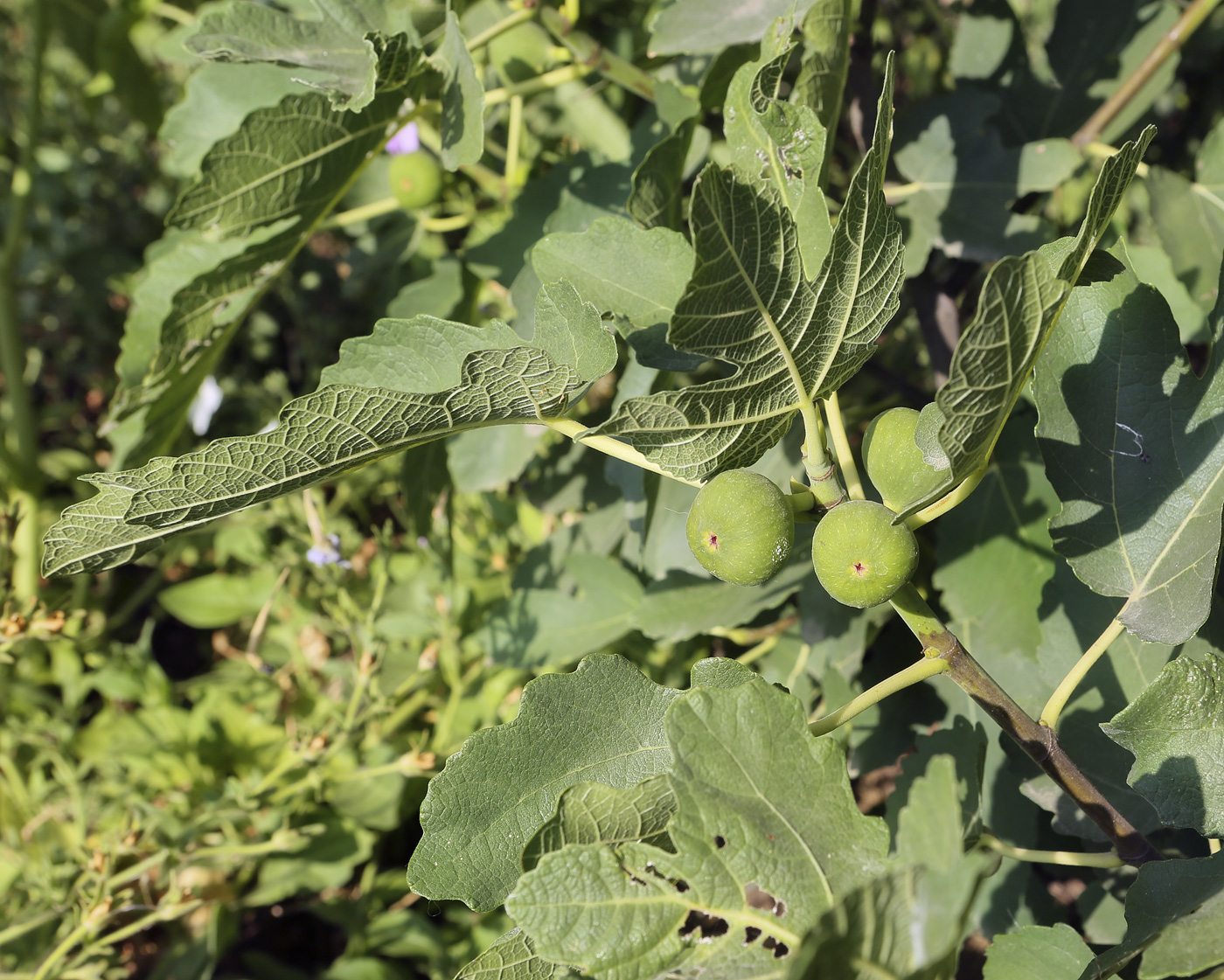 Image of Ficus carica specimen.