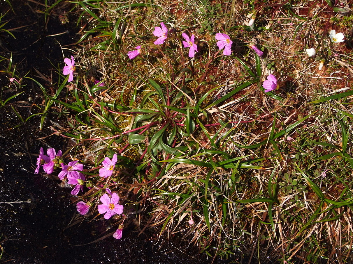 Image of Claytonia acutifolia specimen.