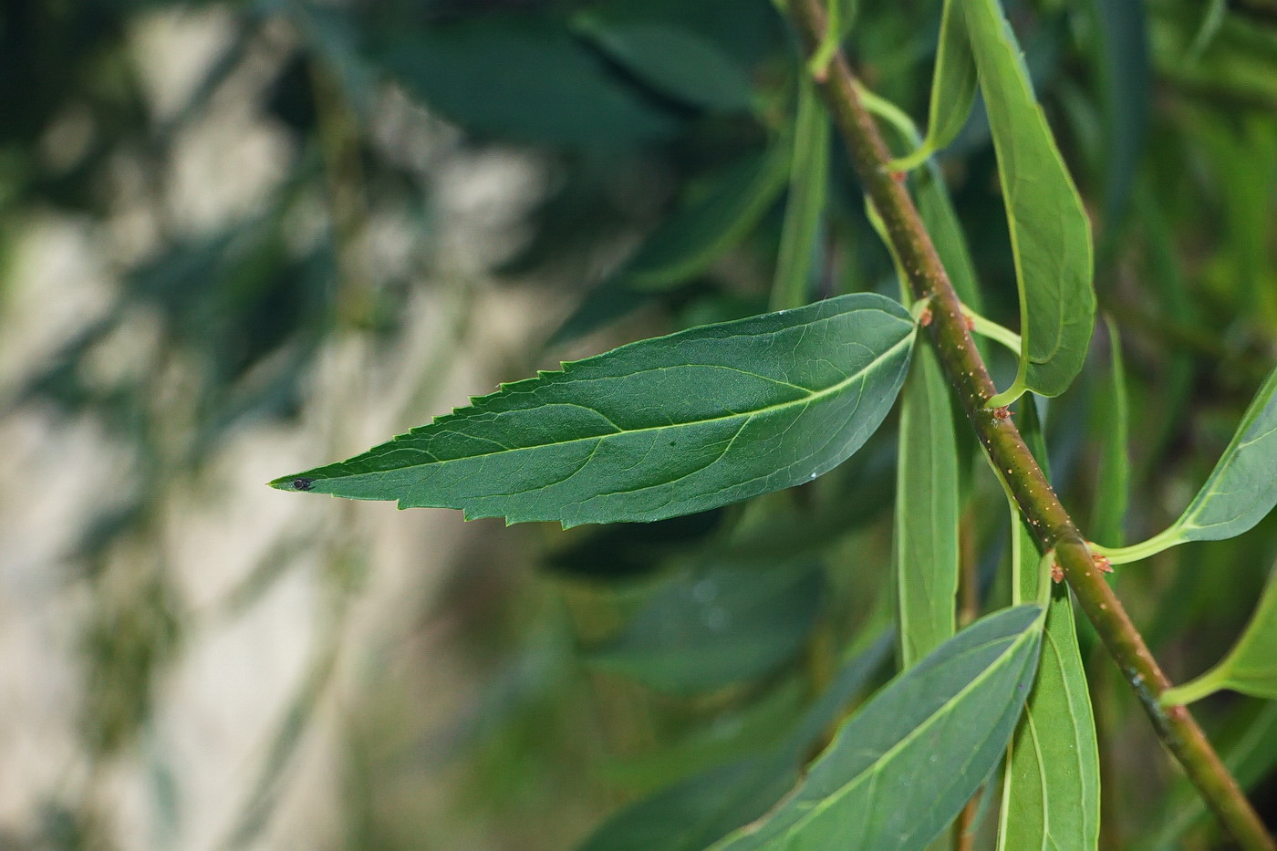 Image of genus Forsythia specimen.