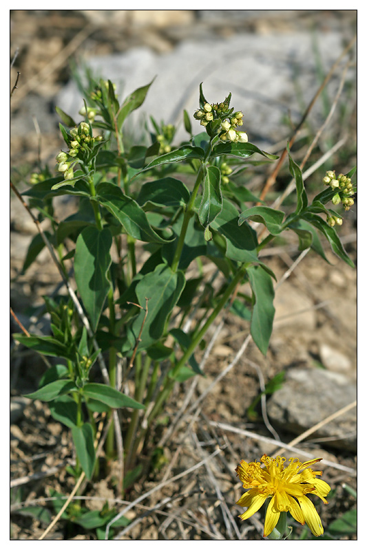 Image of Vincetoxicum hirundinaria specimen.