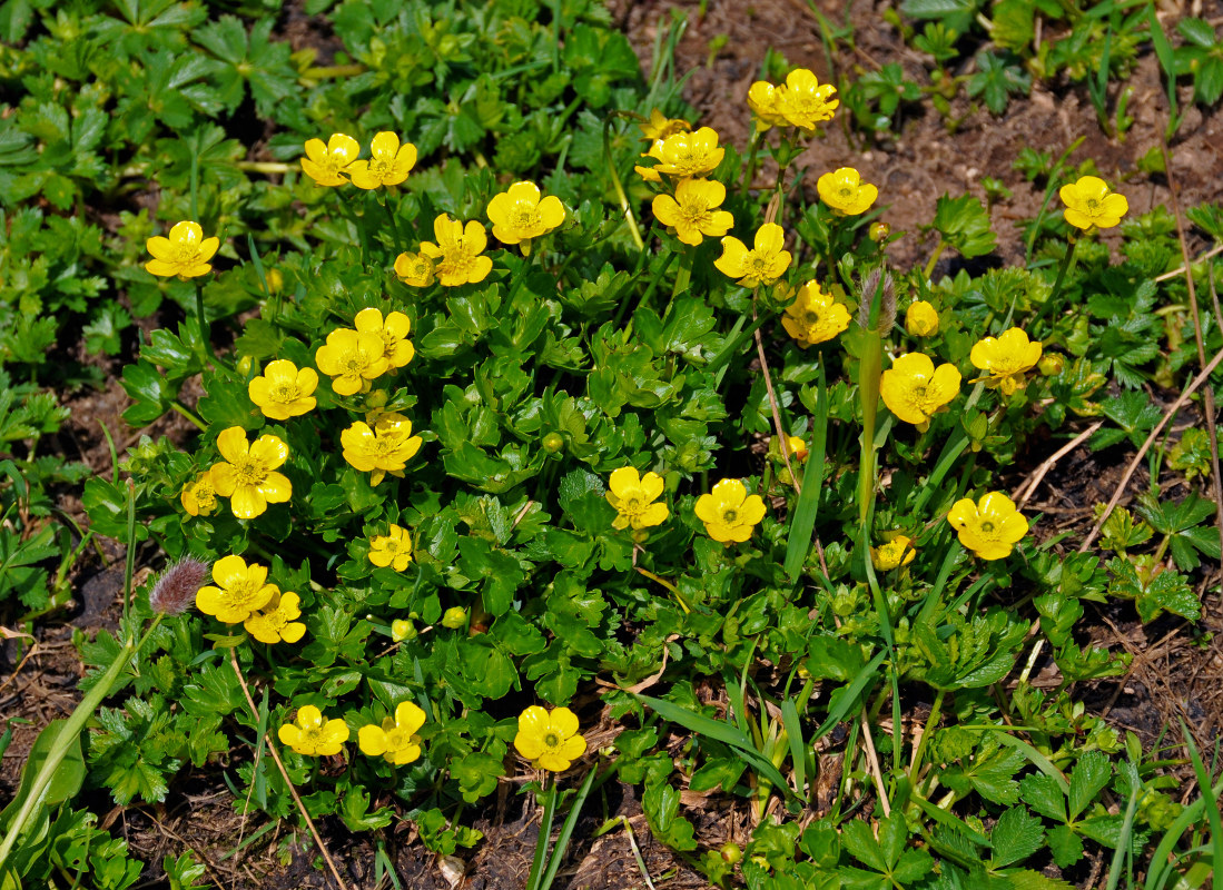 Image of Ranunculus brachylobus specimen.