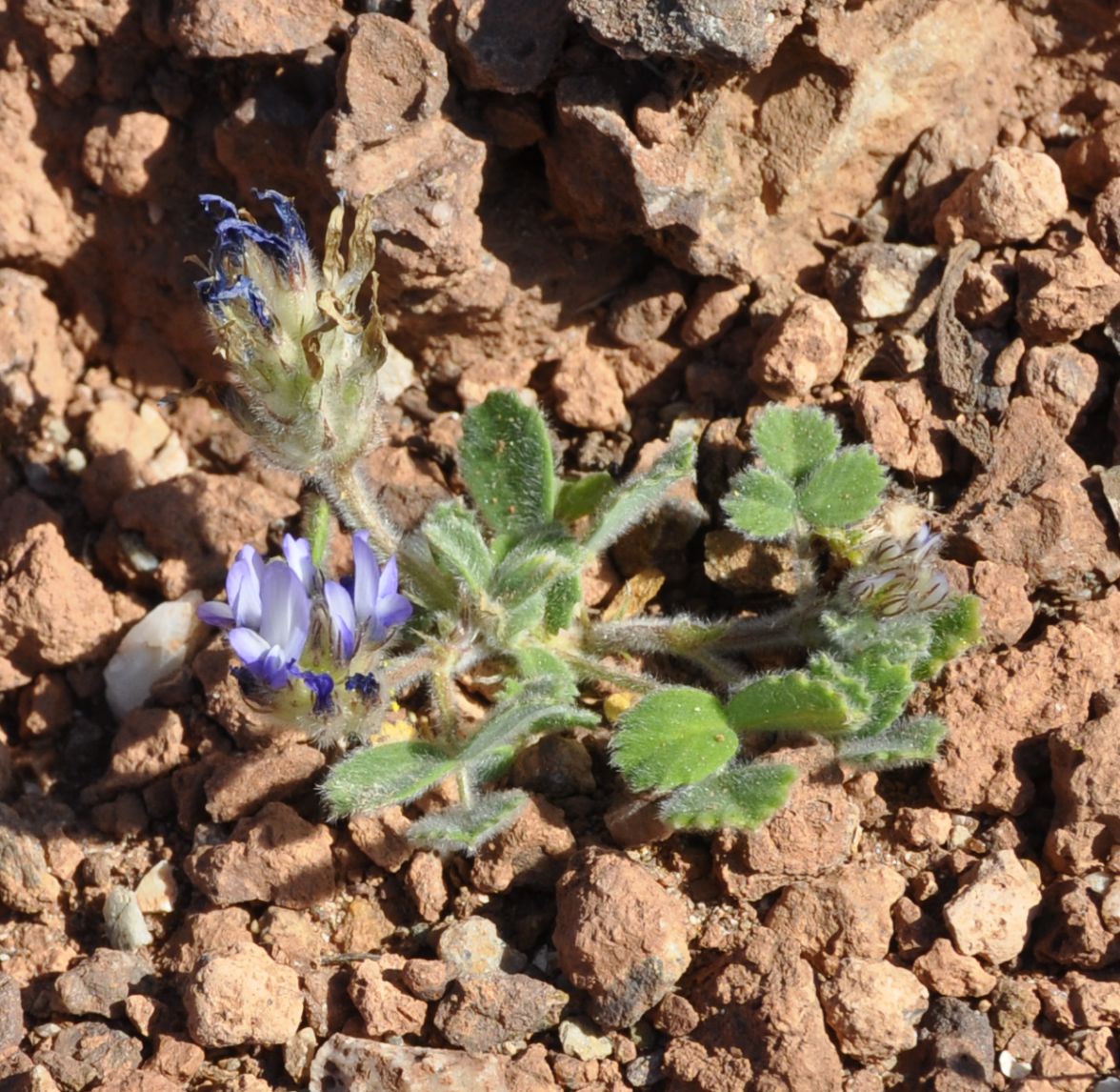 Image of Trigonella rotundifolia specimen.