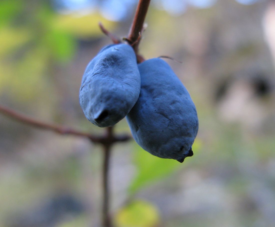 Image of genus Lonicera specimen.