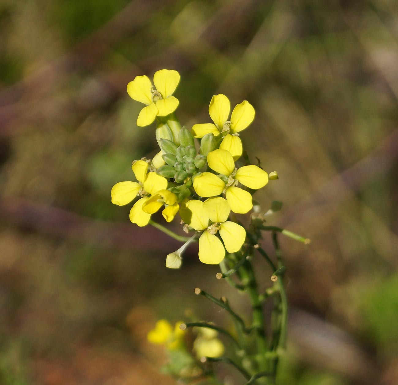 Image of Erysimum canescens specimen.