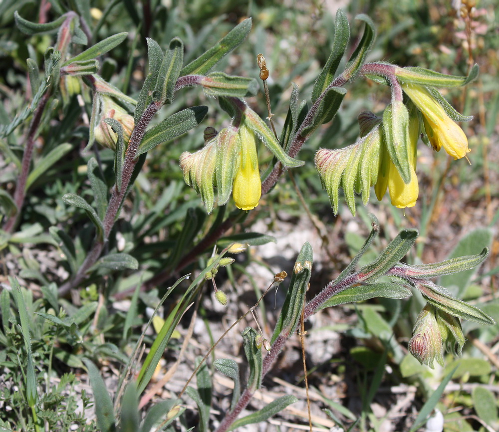 Image of Onosma taurica specimen.